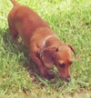Cinnamon Love
