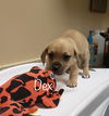 Dex Bunch