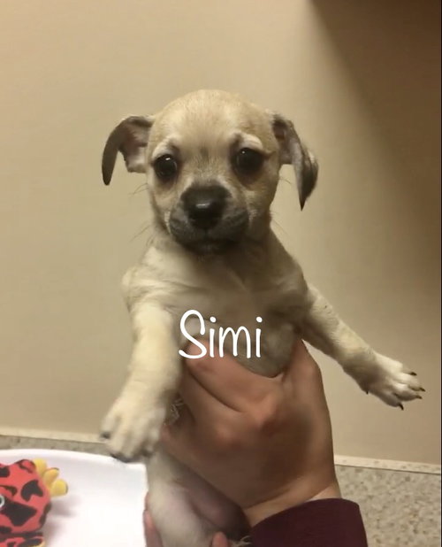 Simi Bunch