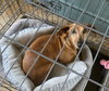 Charity Diamond