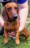 Buddy Spring