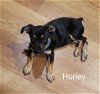 Hurley Dogust