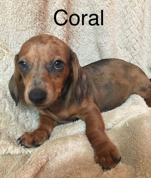 Coral Prost