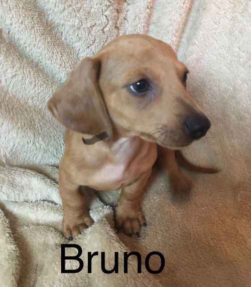 Bruno Prost