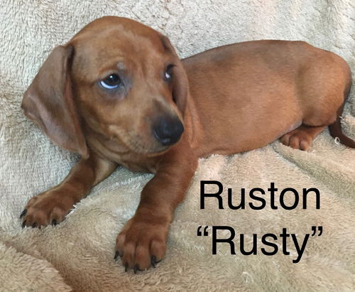 Rusty Prost