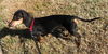 Cooper Copper