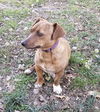Gidget Lou Geisel