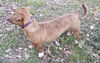 Gidget Lou Geisel