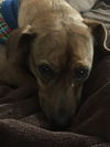 Gidget Lou Geisel