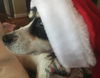 Cindy Lou Geisel