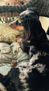 Charlie DoGood