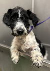 Sparky “Doodle” Dandy