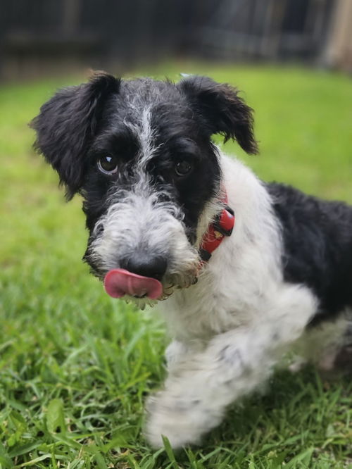 Sparky “Doodle” Dandy