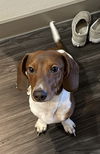 Brisket Oakley