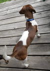 Brisket Oakley