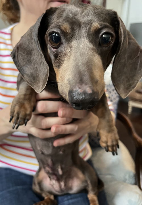 Dixie Dickens