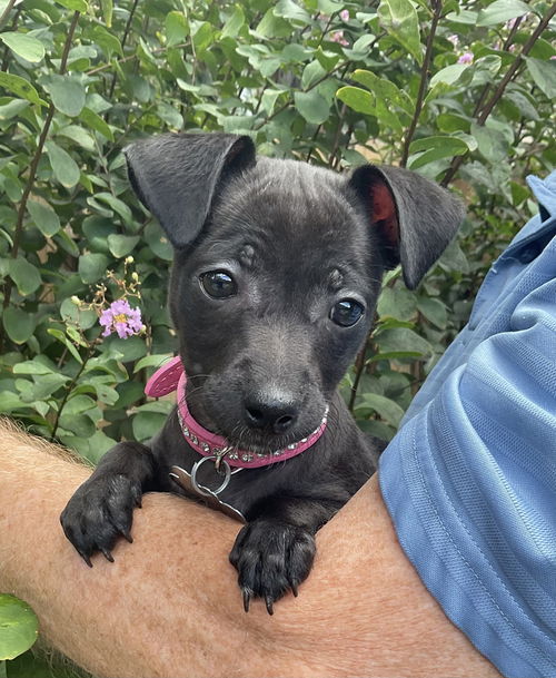 Annie Oakley Julian