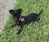 Annie Oakley Julian