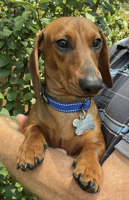 Chico Julian