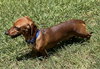 Chico Julian