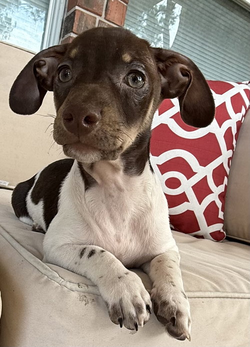 Mocha Thanks