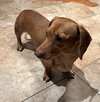 Duke Jamestown