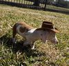 Daisy Freedom