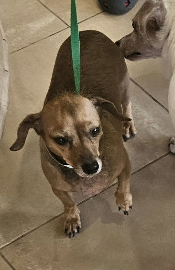Candy Alliance, an adoptable Dachshund in Friendswood, TX