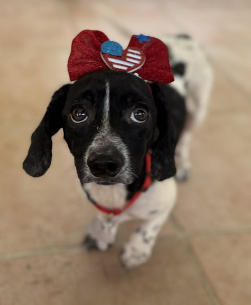 Willow Minuteman