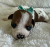 Buttercup Willow