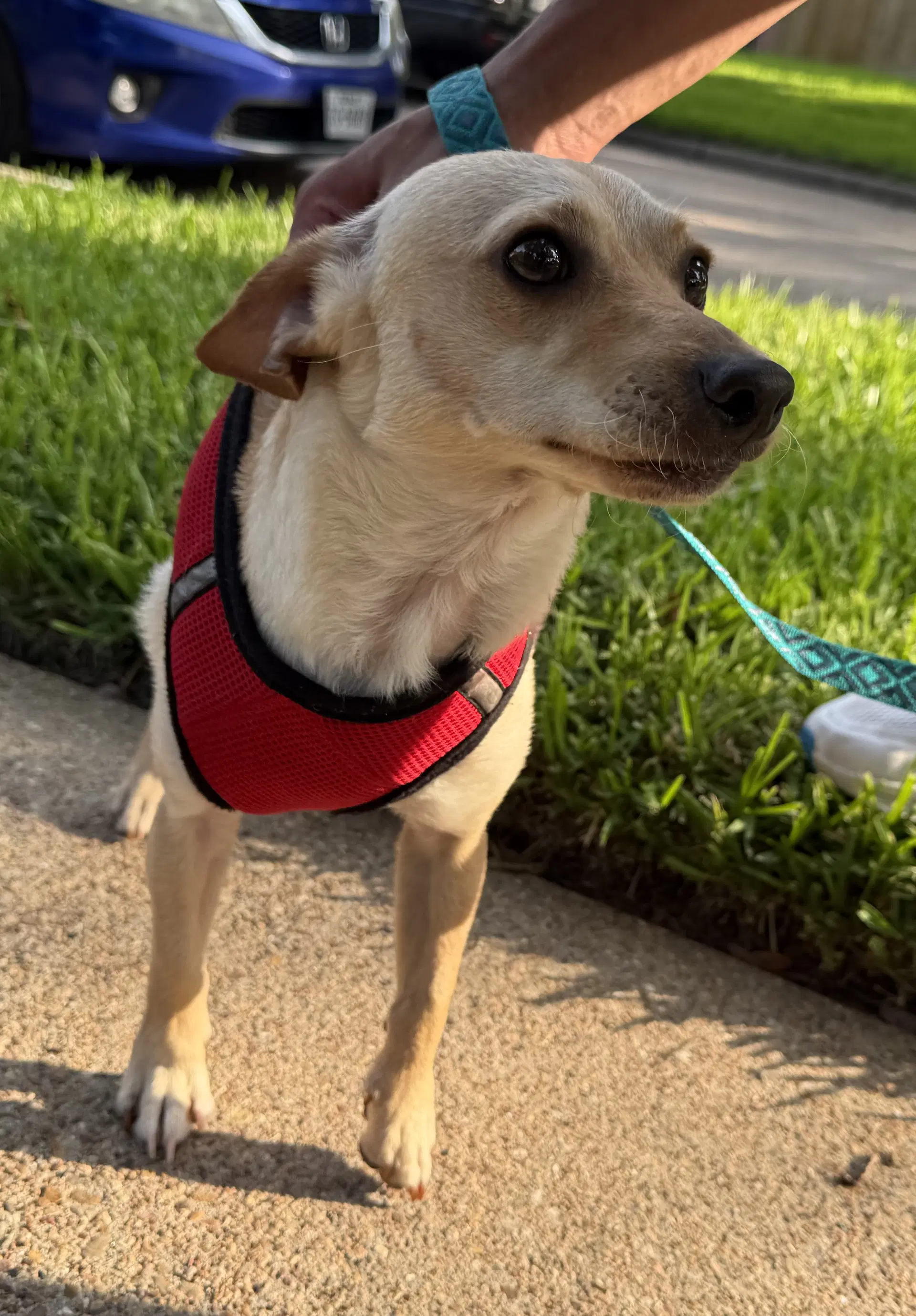 Petey Justice - Dachshund