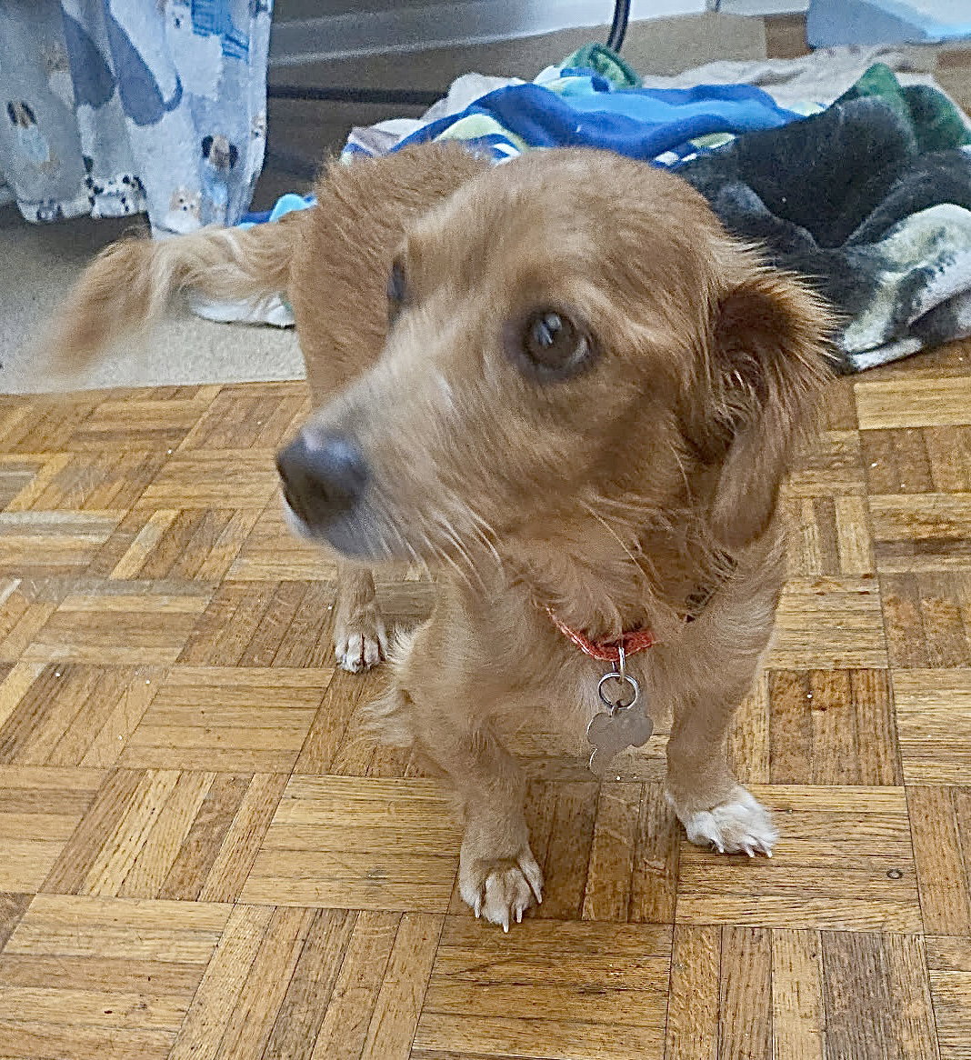 Woody Scout