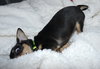 Smilie Poppins