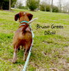 Bruno Green