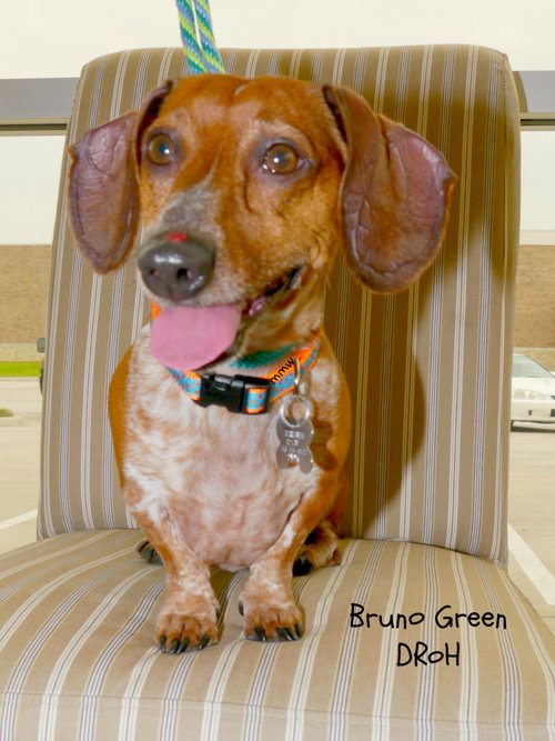 Bruno Green