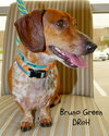 Bruno Green