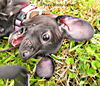 Prissy Missy Green