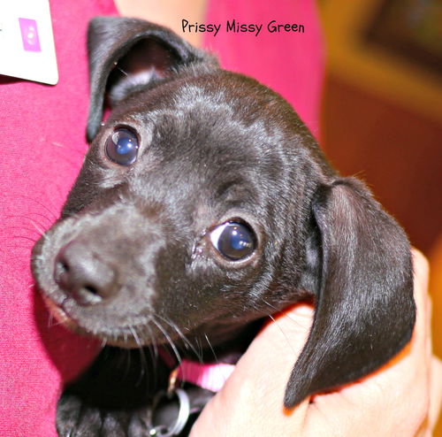Prissy Missy Green