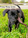 Prissy Missy Green