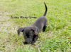 Prissy Missy Green