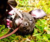 Prissy Missy Green