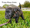 Prissy Missy Green