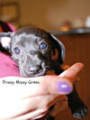 Prissy Missy Green