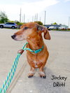 Jockey