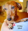 Jockey