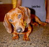 Louie Ross