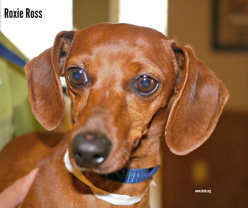 Roxie Ross