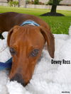 Dewey Ross