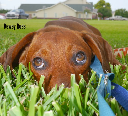Dewey Ross