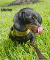 Eddie Ross
